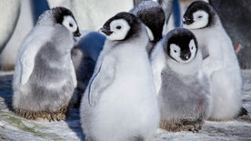 Eisbabys - Eine Kindheit in der Antarktis