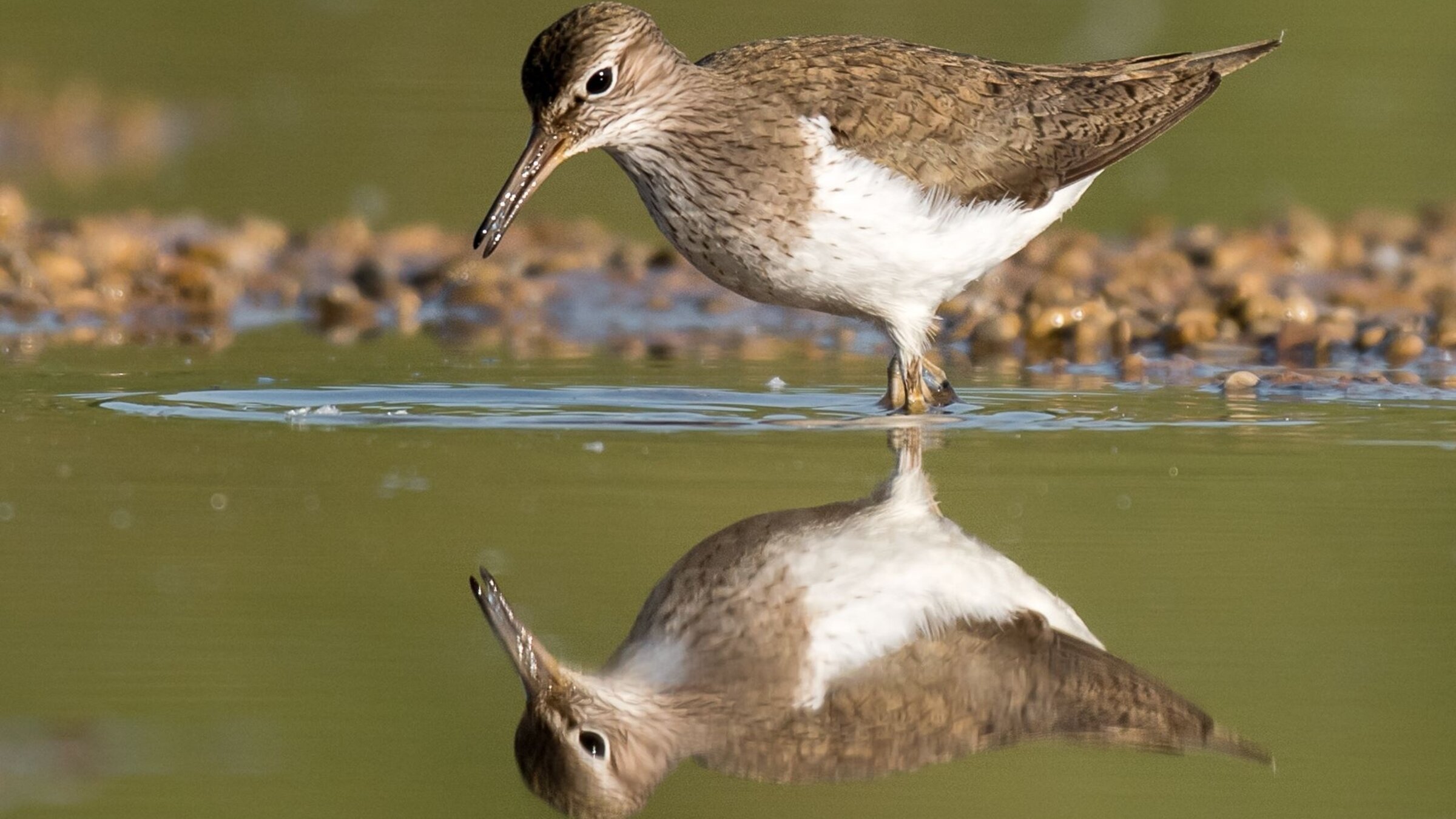 "An den Ufern der Ammer": Flussuferläufer sind dreiviertel des Jahres auf Wanderschaft und kommen nur zur Jungenaufzucht an die Ammer. Vier Eier legen Flussuferläufer in der Regel im Schwemmsand der Ammer in ihr faustgroßes Nest. Die Eltern bebrüten abwechselnd das Gelege, bis nach etwa 22 Tagen die Jungen schlüpfen.