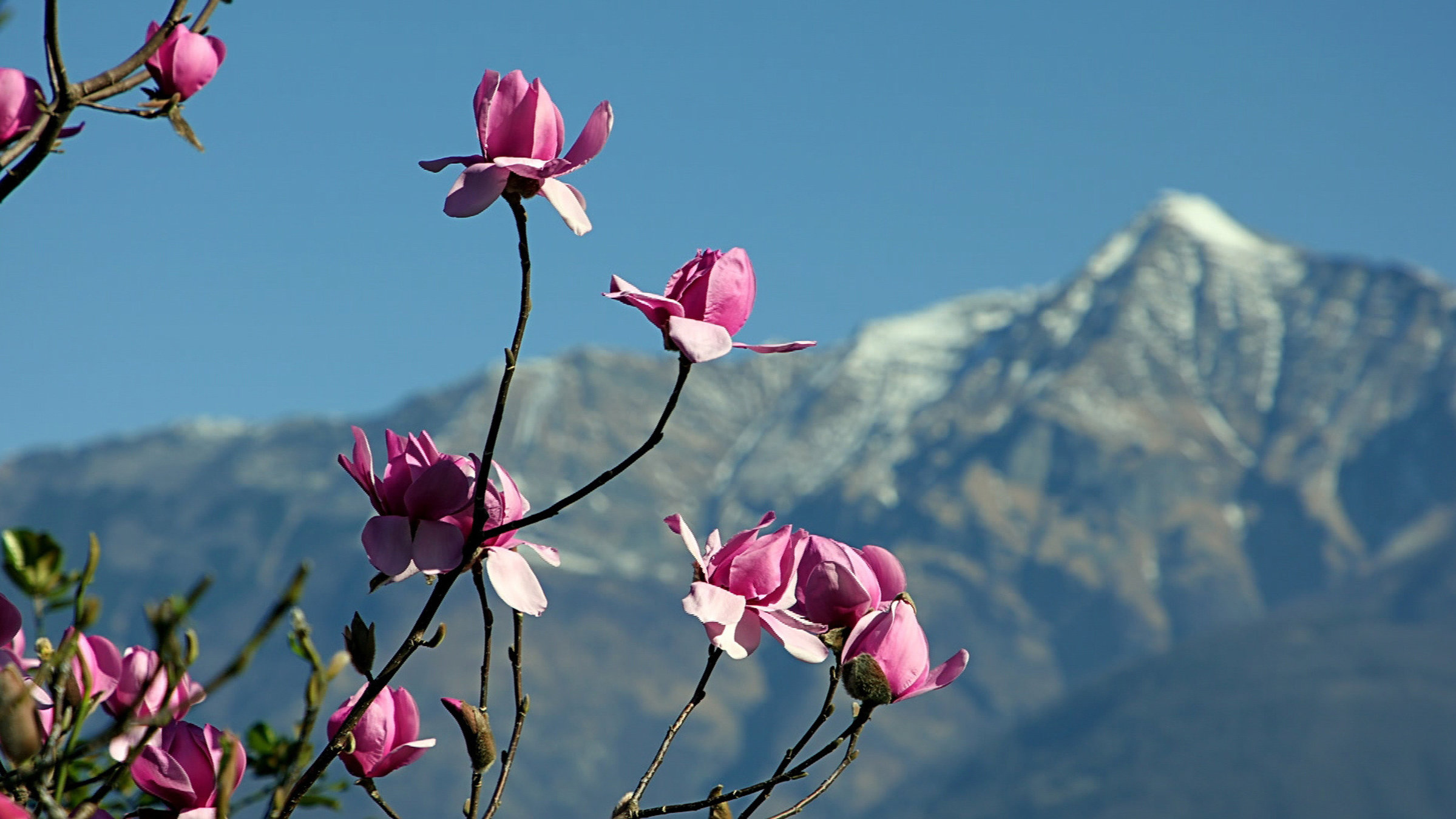 "Wunderwelt Schweiz: Das Tessin - Erzählt von Max Moor": Blumen vor Bergkulisse.