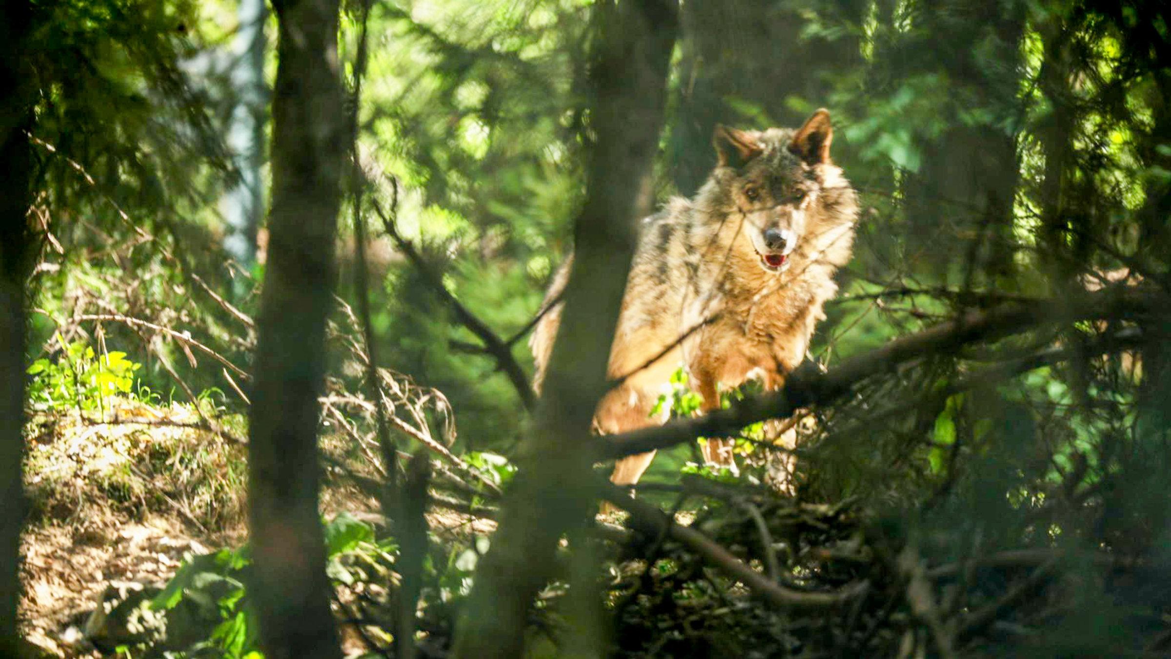 "Wolf und Bär - Schützen oder Schießen?": In den Ländern des Alpenraums steigt die Population der Wölfe mittlerweile jährlich um über 30 %.