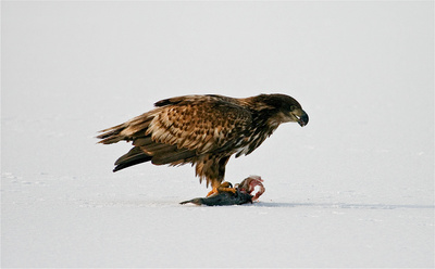 Der Flug des Seeadlers