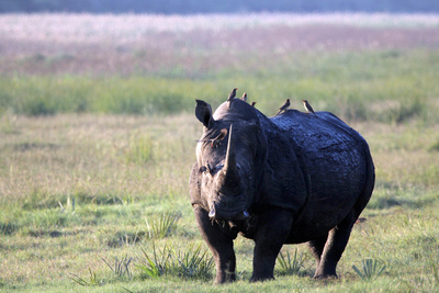 Juwel der Elefantenküste - Afrikas Wunderland Isimangaliso