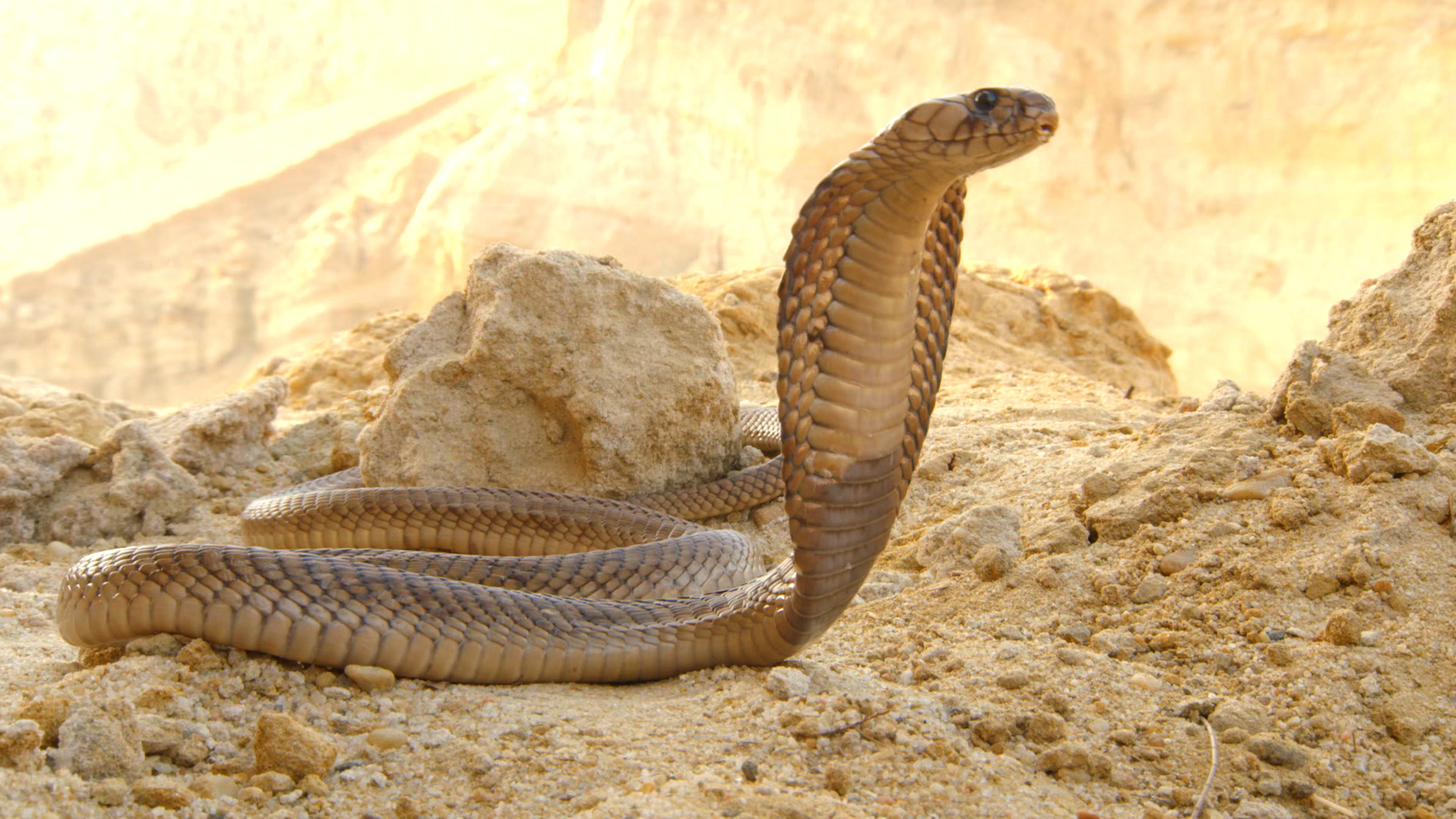 "Wilde Schönheiten - Ägypten": Eine Uräusschlange im Sand.