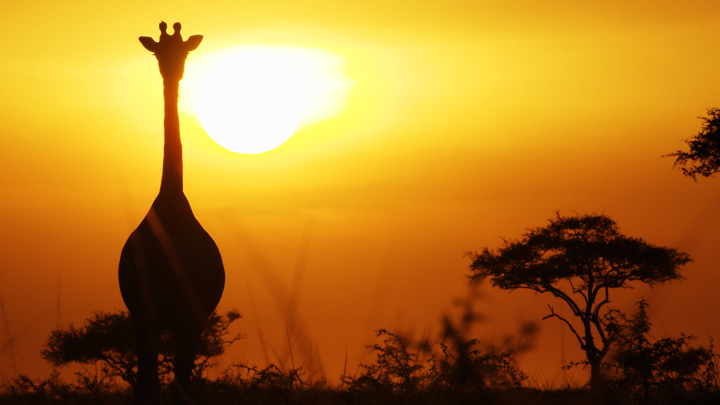 "Terra X: Serengeti - Kinder der Savanne": Giraffe vor Sonnenaufgang.