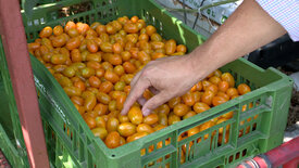 Selber garteln - lohnt das? - Die Wahrheit über<br/>Urban Farming