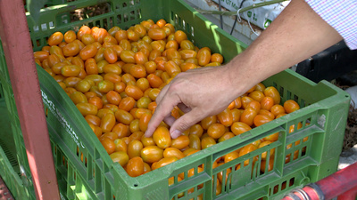 Selber garteln - lohnt das? - Die Wahrheit über<br/>Urban Farming