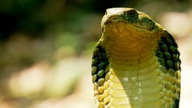 Tierische Überflieger (5/5)