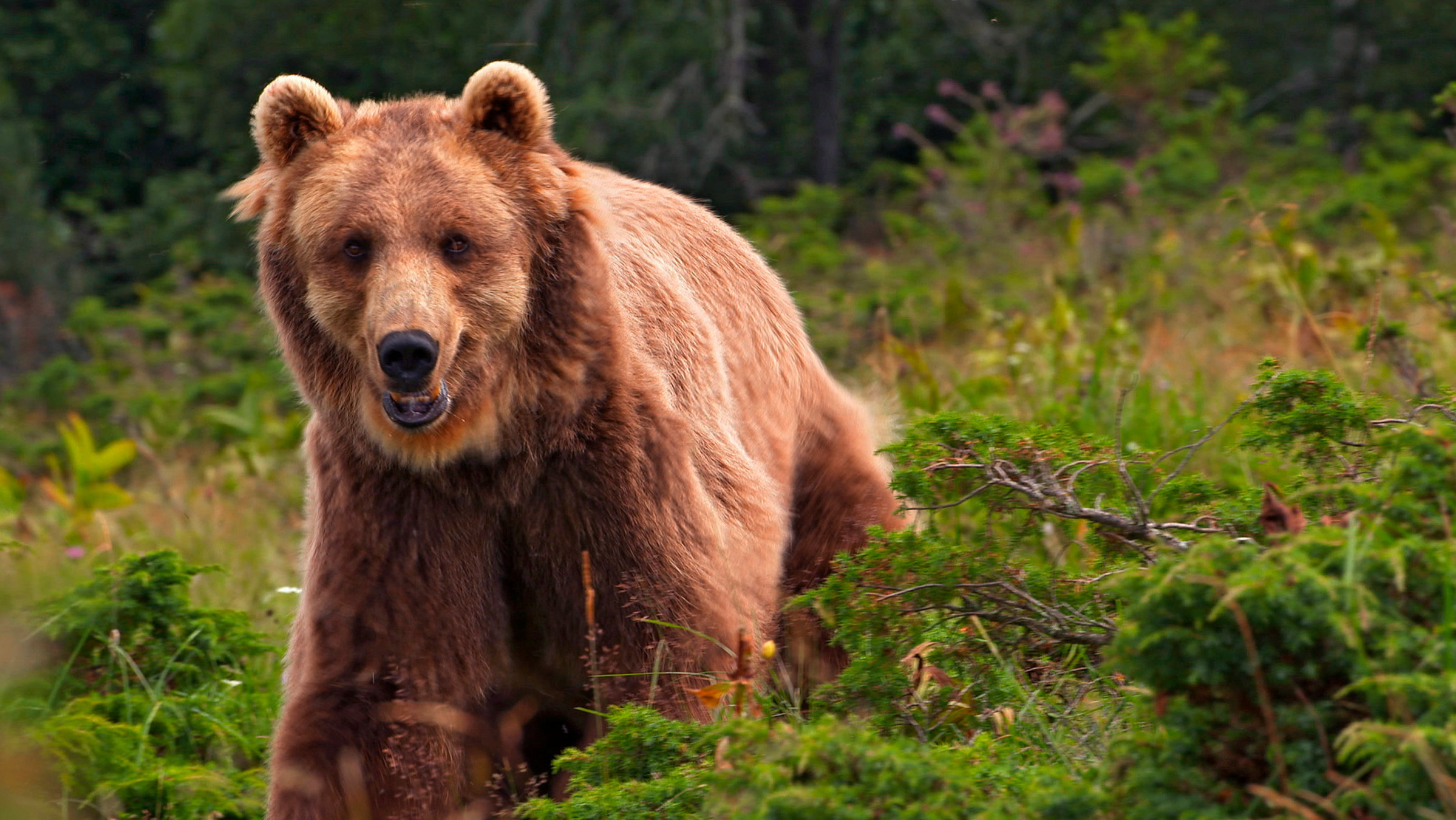 "Wildes Frankreich: Schroffe Gipfel, dichter Wald" - Braunbär.