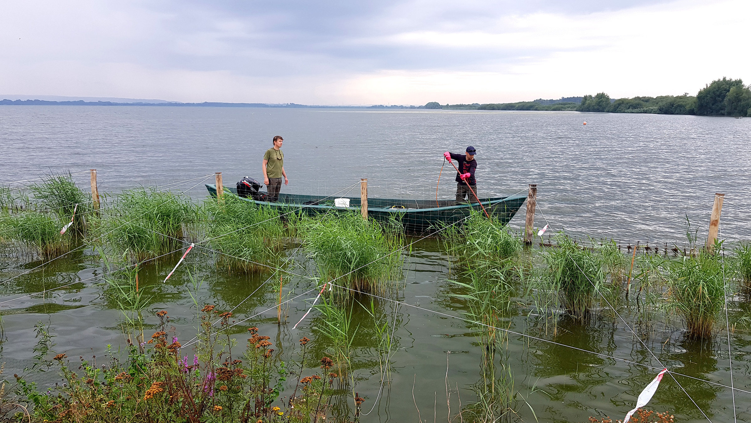 "Die Nordreportage - Wasserparadiese am Dümmer": Elektrofischen auf dem Dümmer - Bestandskontrolle gehört zur Aufgabe der Naturschützer vom NUVD und Anglerverband.