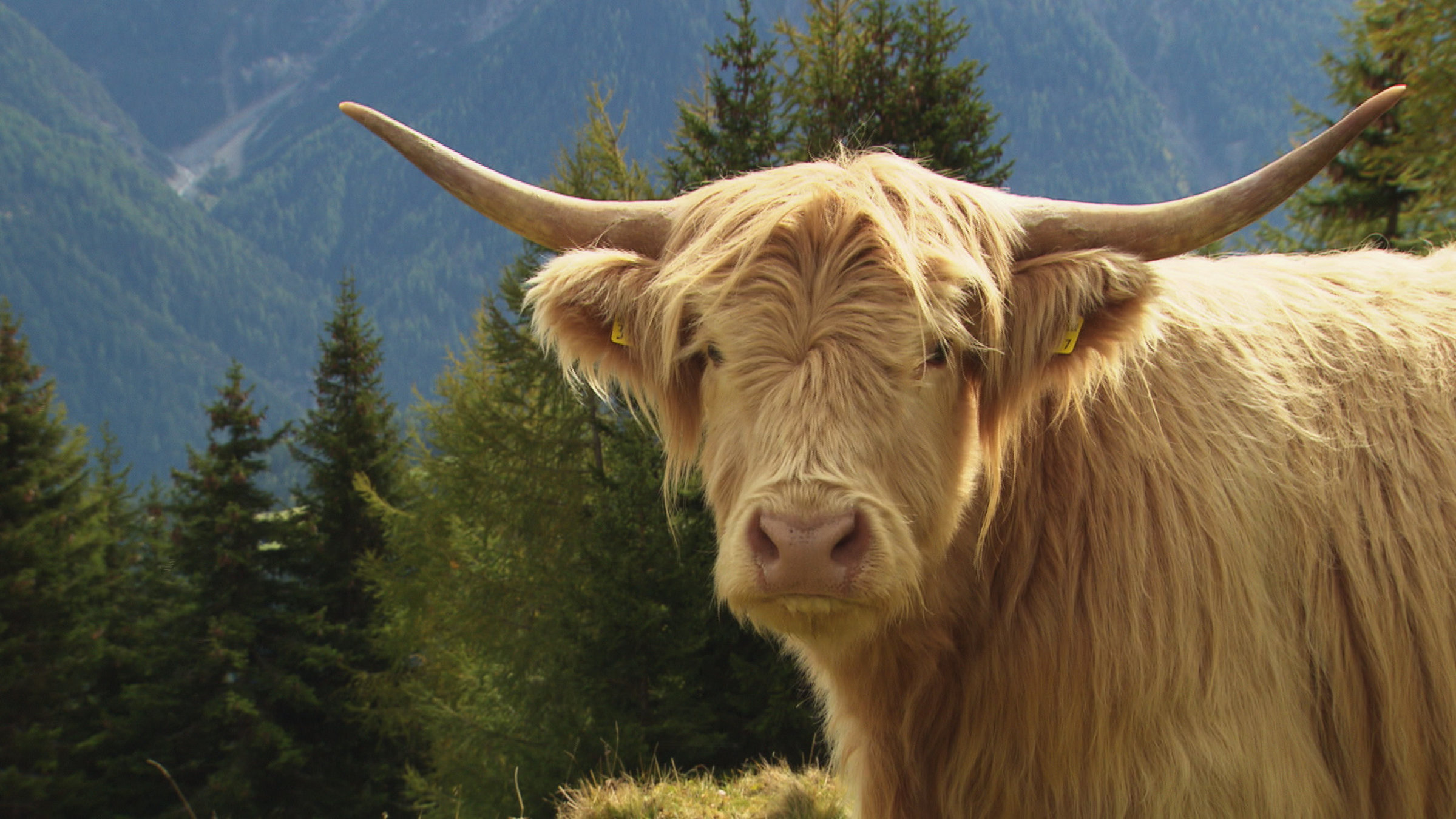 "SCHWEIZWEIT: Die ideale Kuh" - Eine Kuh im Vordergrund, im Hintergrund bewaldete Berge.
