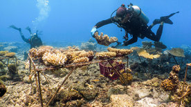 Der Korallengärtner - Rettungsversuch für ein Riff