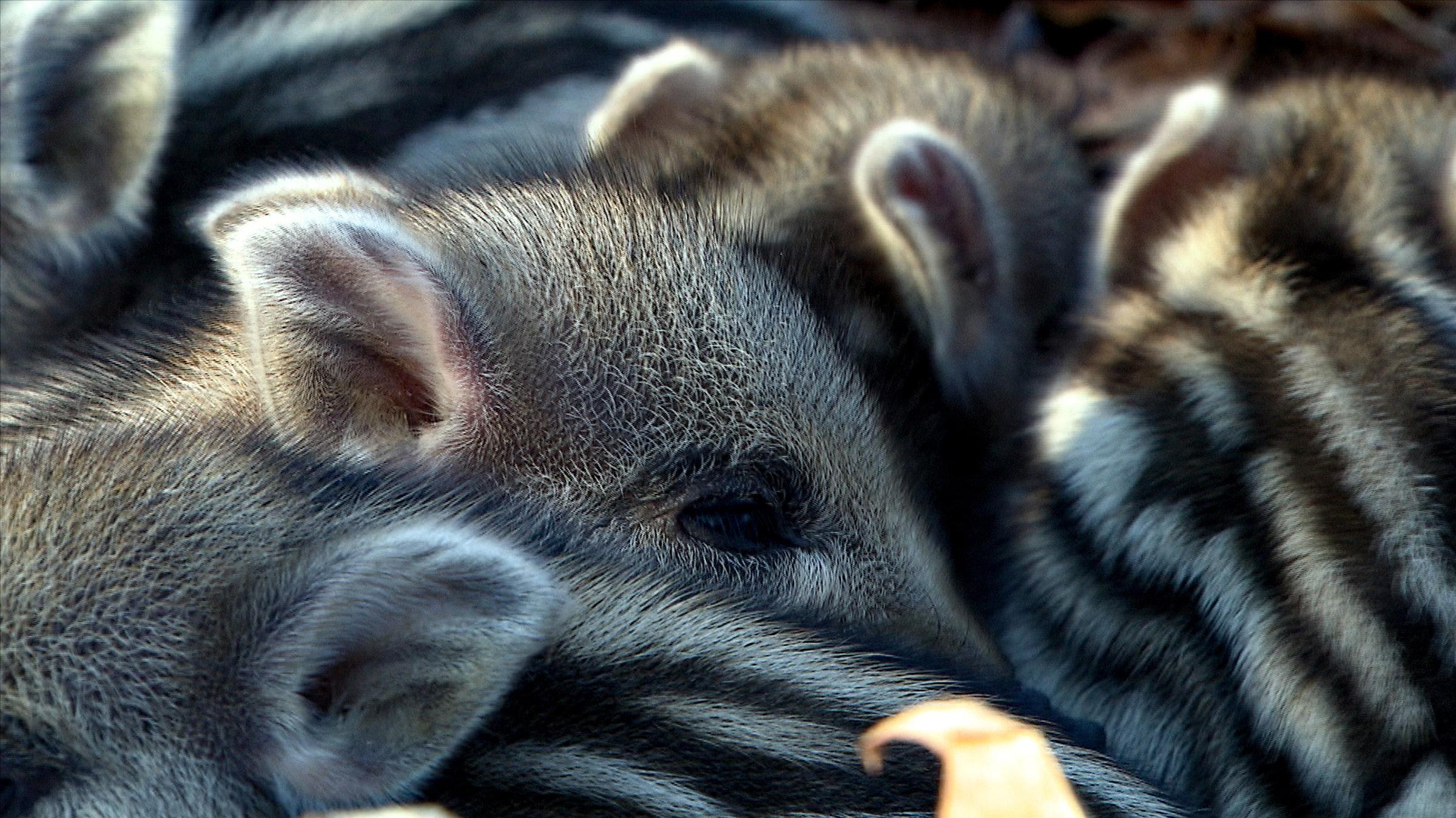 "Wildschweine - Das Comeback": Ein junger Wurf Frischlinge. Die Kälte ist die größte Gefahr für die Jungtiere.