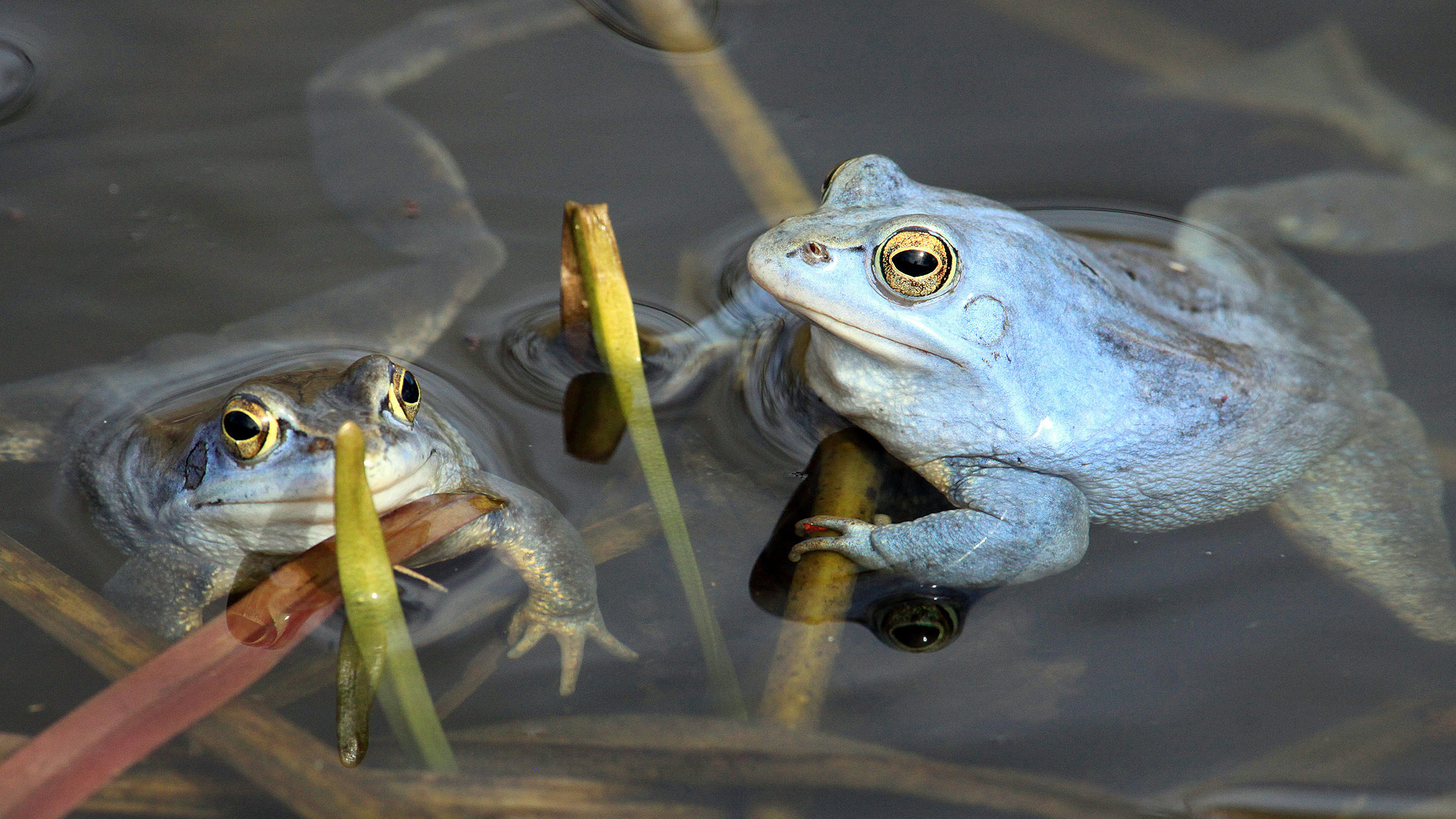 "Im Reich des Froschkönigs": Moorfrösche in Paarungslaune