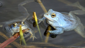 Im Reich des Froschkönigs