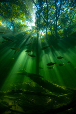 Sieben Kontinente - Ein Planet