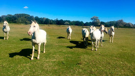 Camargue, da will ich hin!