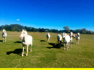 Camargue, da will ich hin!