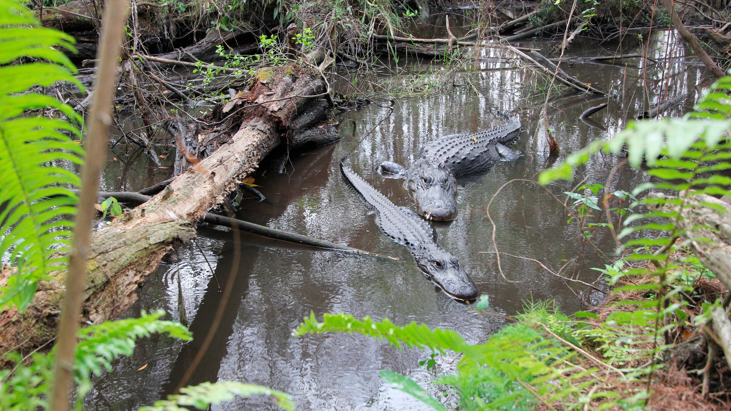 "Amerikas Naturwunder - Die Everglades": Der Alligator ist das Symbol der Everglades. Der Nationalpark wurde 1947 gegründet, um die stetig schwindenden Feuchtgebiete zwischen Lake Okeechobee, der Küste des Atlantiks und des Golfs von Mexiko zu schützen.
