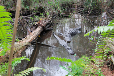 Amerikas Naturwunder: Die Everglades