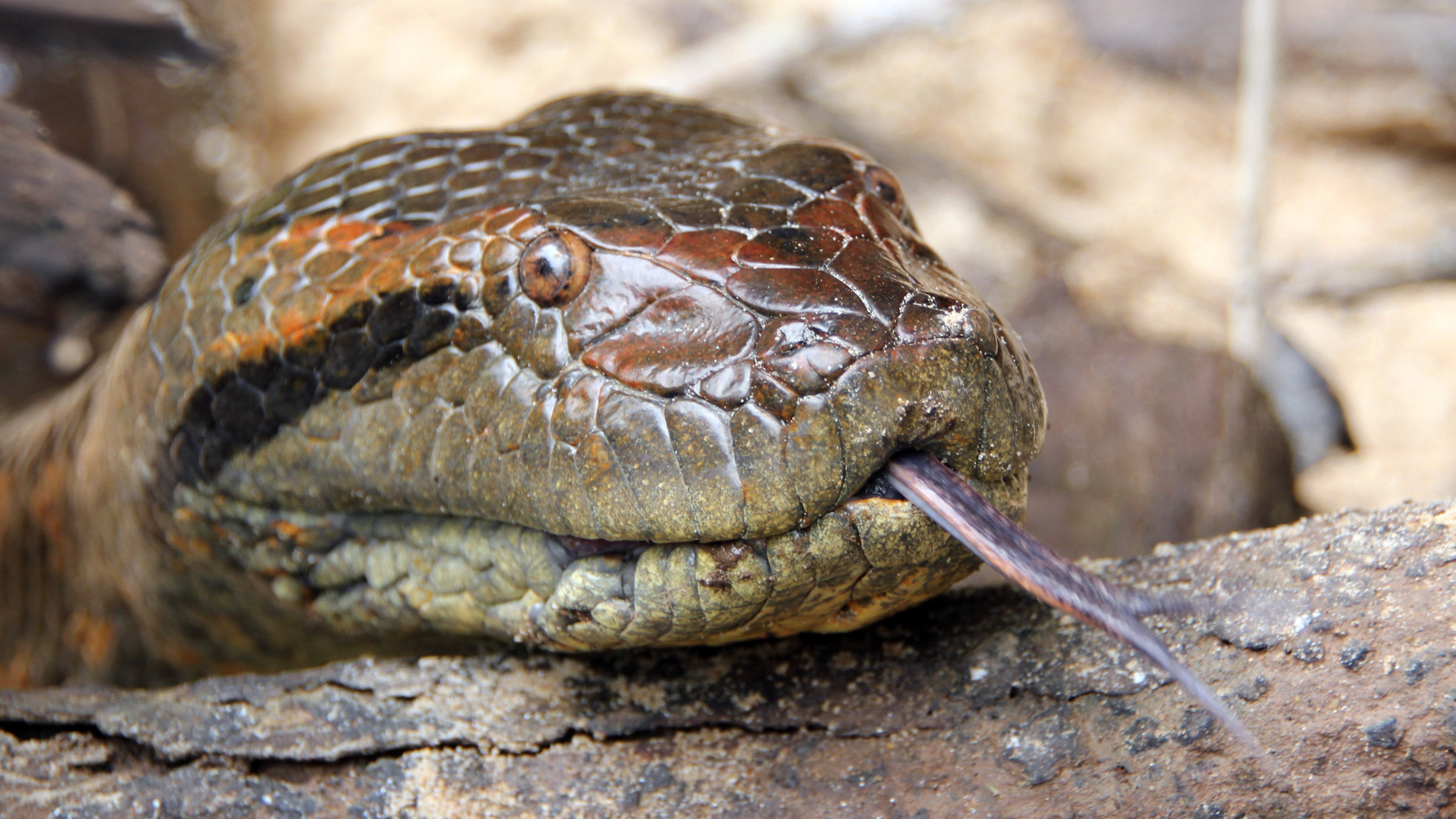 "Big Five Südamerika: Die Anakonda" - Kopf einer Anakonda