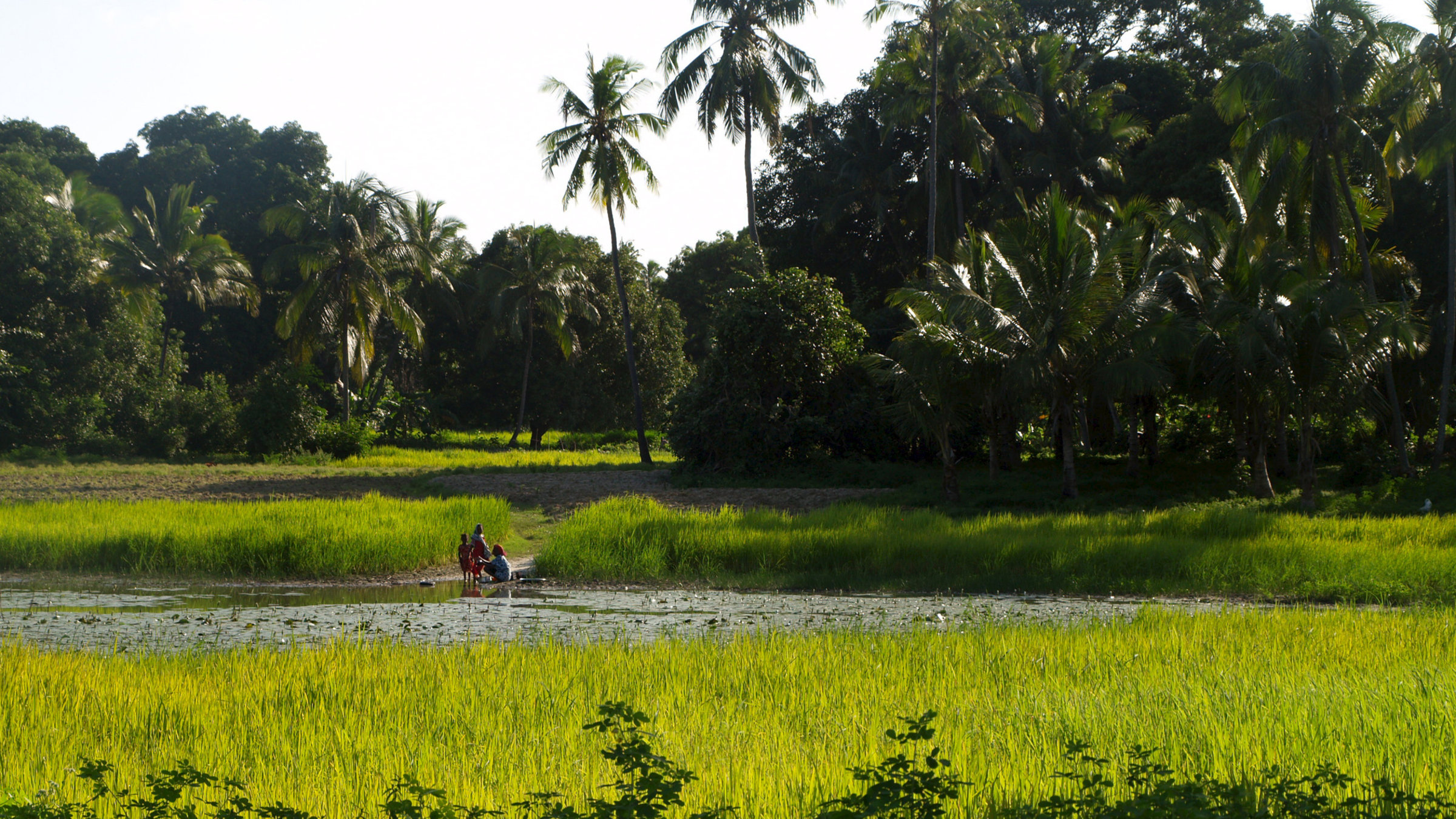 "Reisen in ferne Welten: Sansibar" - Landschaft auf Pemba, der zweitgrößten Insel Sansibars.