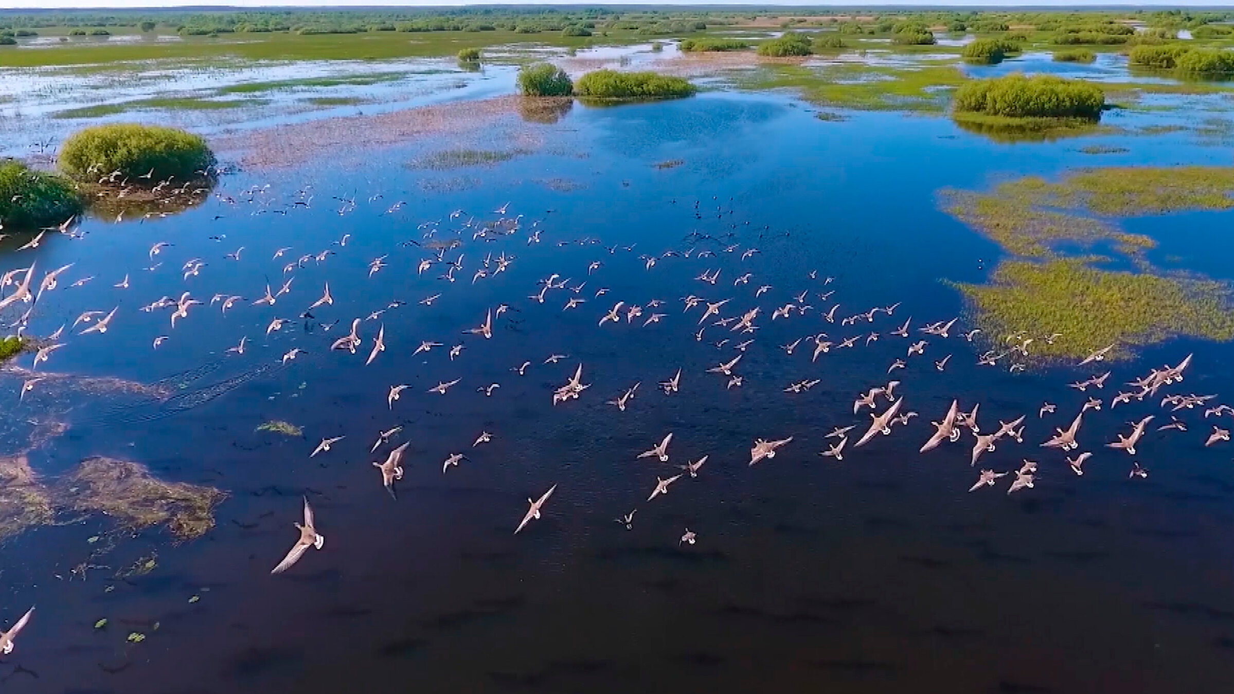 "Das große Artensterben": Refugium für Wildtiere in Gefahr. Der sogenannte „Amazonas Europas“, eine Wasserlandschaft zwischen Polen, Ukraine und Belarus, soll zur Wasserstraße ausgebaut werden.