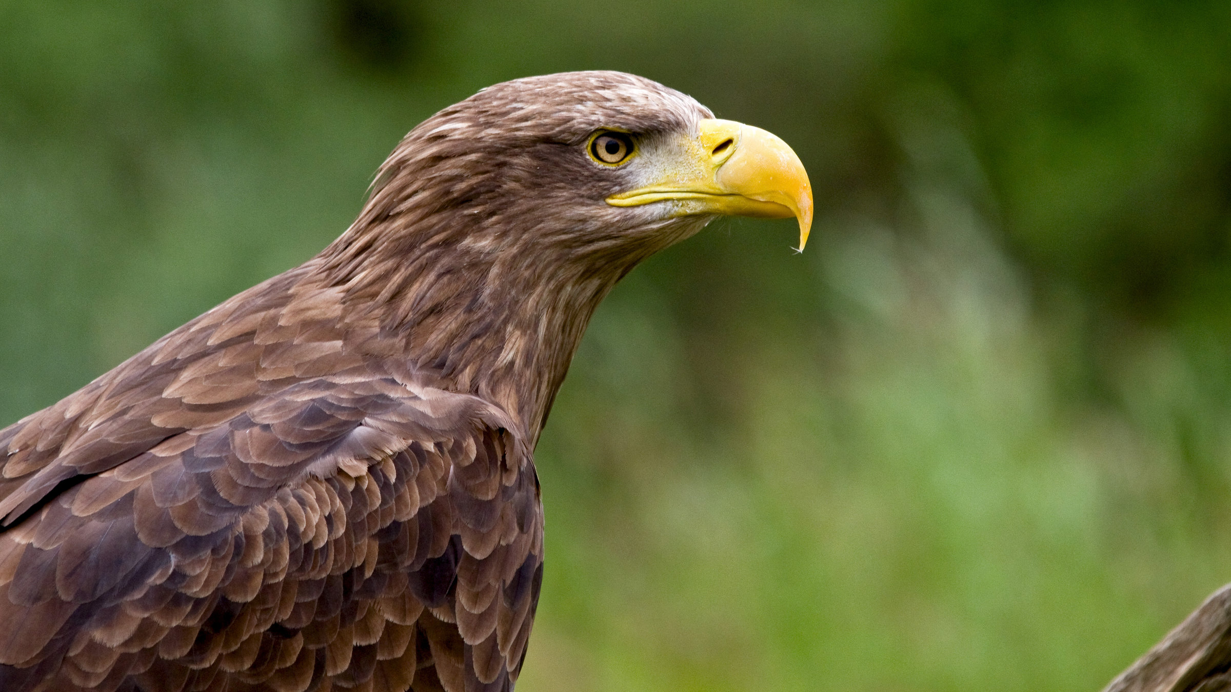 "Wildnis am Strom - Nationalpark Donau-Auen": Ein Seeadler.