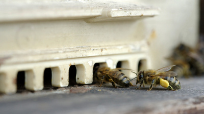 St. Stephan und die Tiere