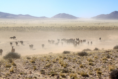 Afrikas Wilder Westen - Namibias Wüstenpferde