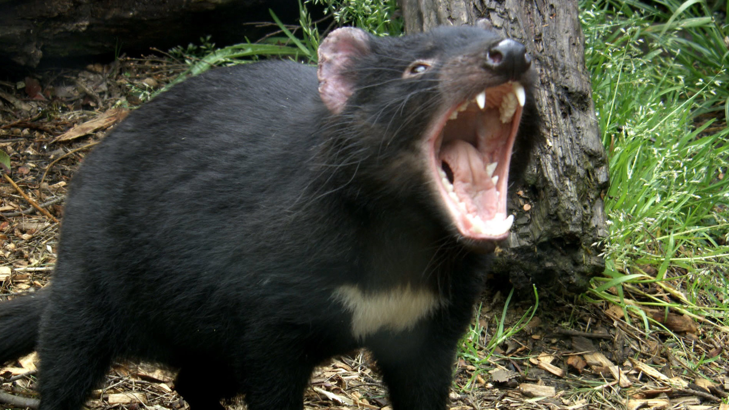 "Australiens Nationalparks: Die Insel der Teufel" - Tasmanischer Teufel