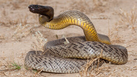 Australiens Schlangen - Giftig und gefährlich