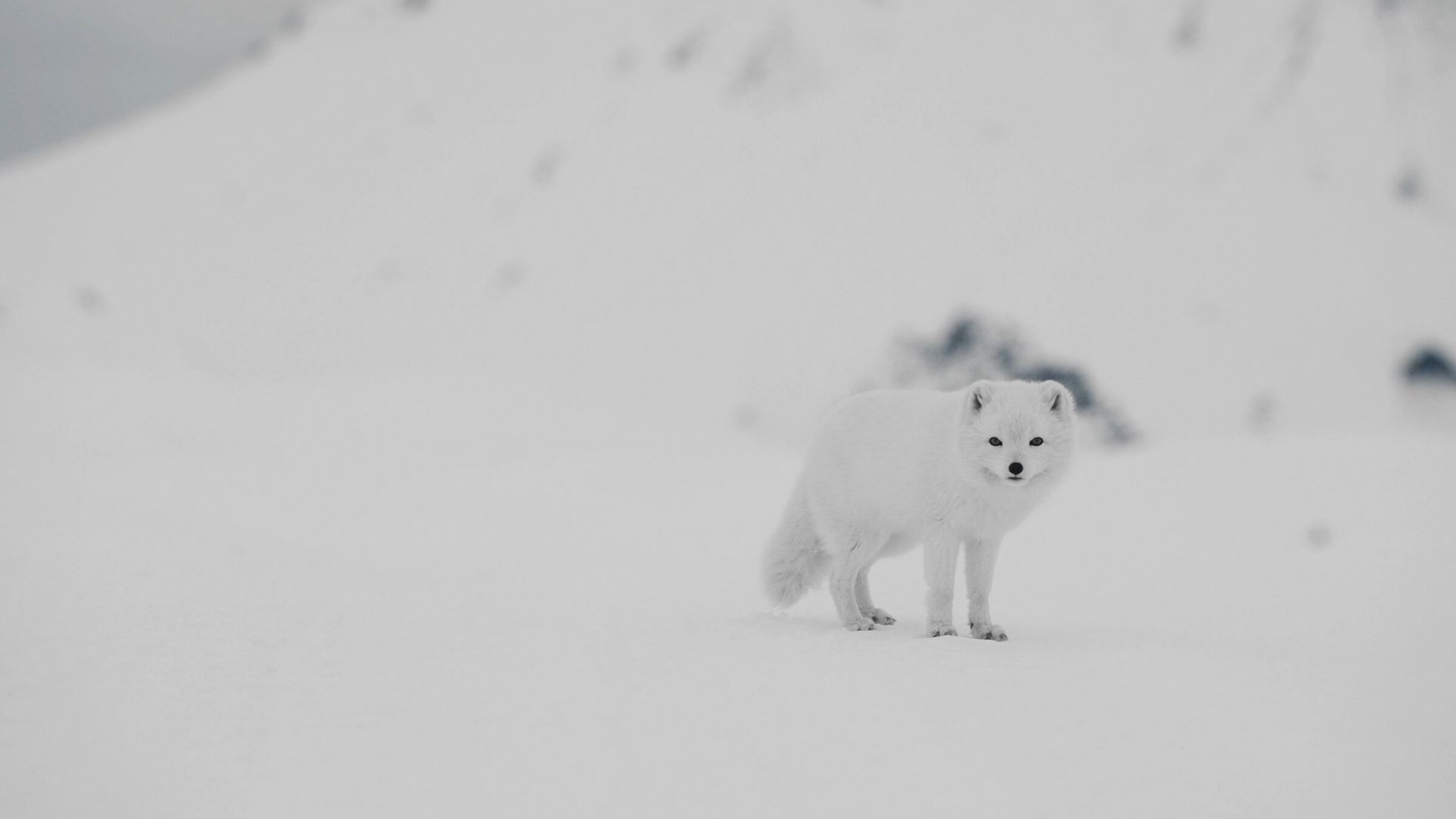 âTierische Superhelden - Meister der Tarnungâ: Arktischer Fuchs steht auf schneebedecktem, weiÃem GelÃ¤nde.