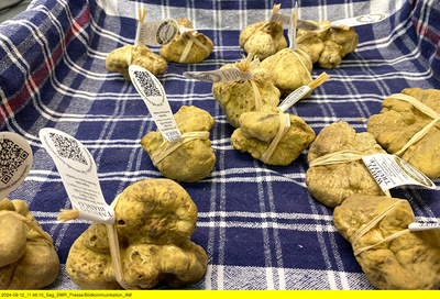 Das Piemont - Genuss am Fuße der Alpen