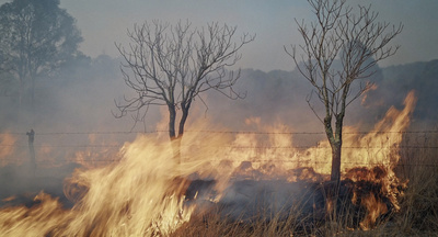 Black Water Green Gold