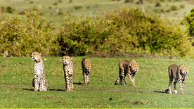 Die fünf Geparde - Gemeinsam durch die Serengeti