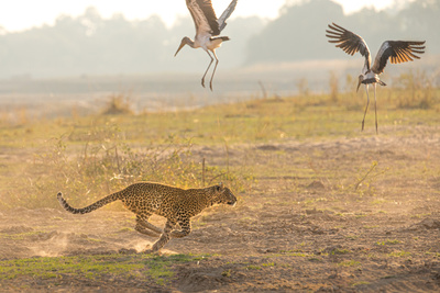 Olimba - Königin der Leoparden