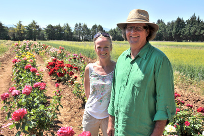 Rose - Königin der Blumen