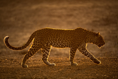 Olimba - Königin der Leoparden