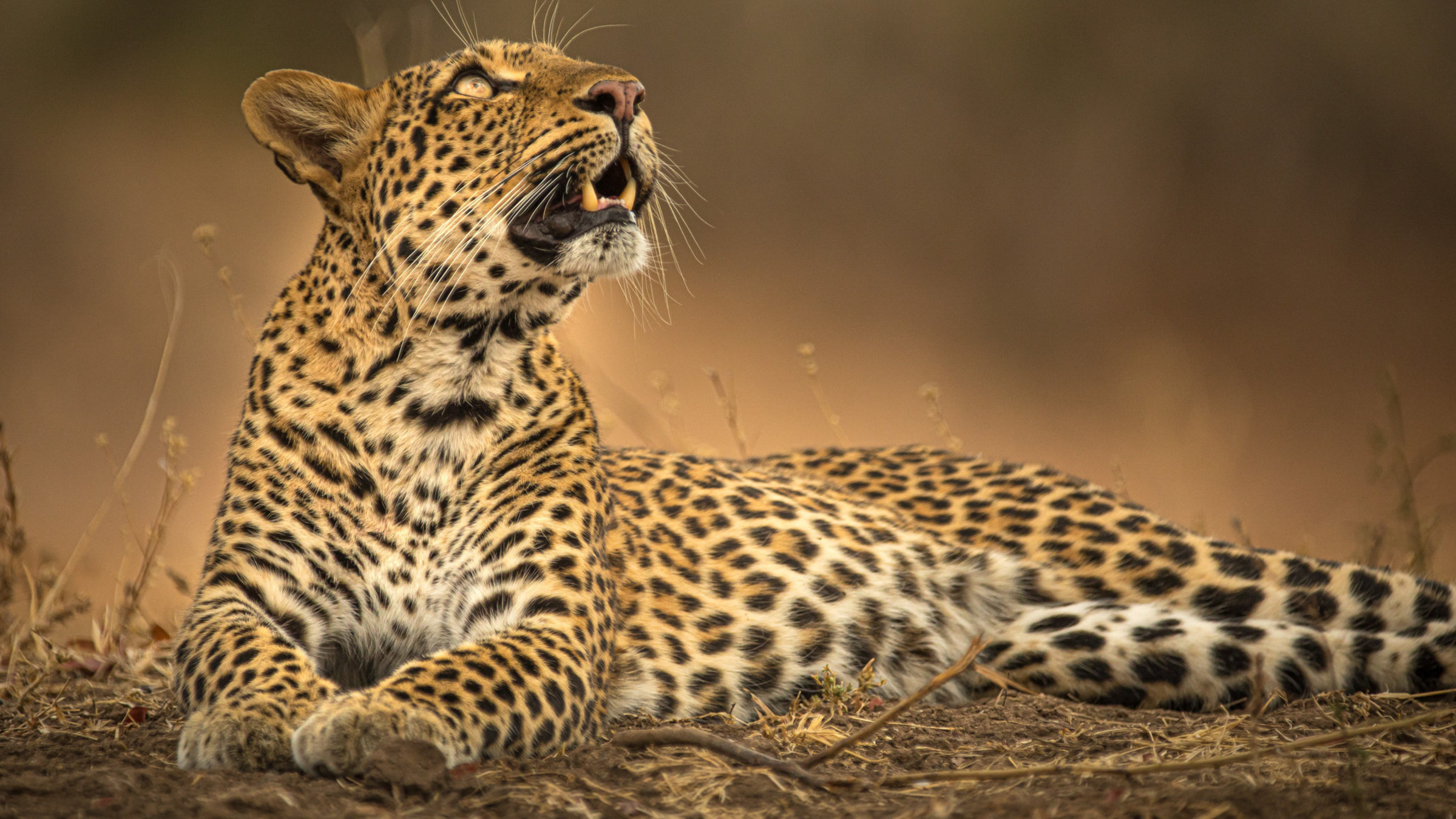 "Olimba - Königin der Leoparden": Die Leopardin "Olimba" betrachtet ihre Jungen, die sich im Hohlraum eines Baumes tummeln.