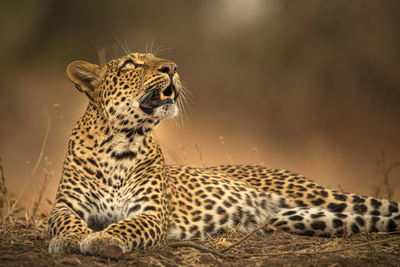 Olimba - Königin der Leoparden