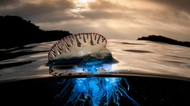 Der Blaue Planet: Auf hoher See