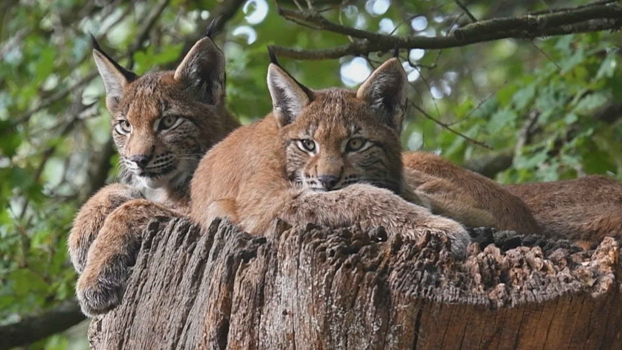 "Wildnis Europa - Der Luchs": Zwei Luchse liegen auf einem Baumstumpf.