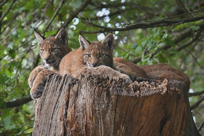 Wildnis Europa: Der Luchs