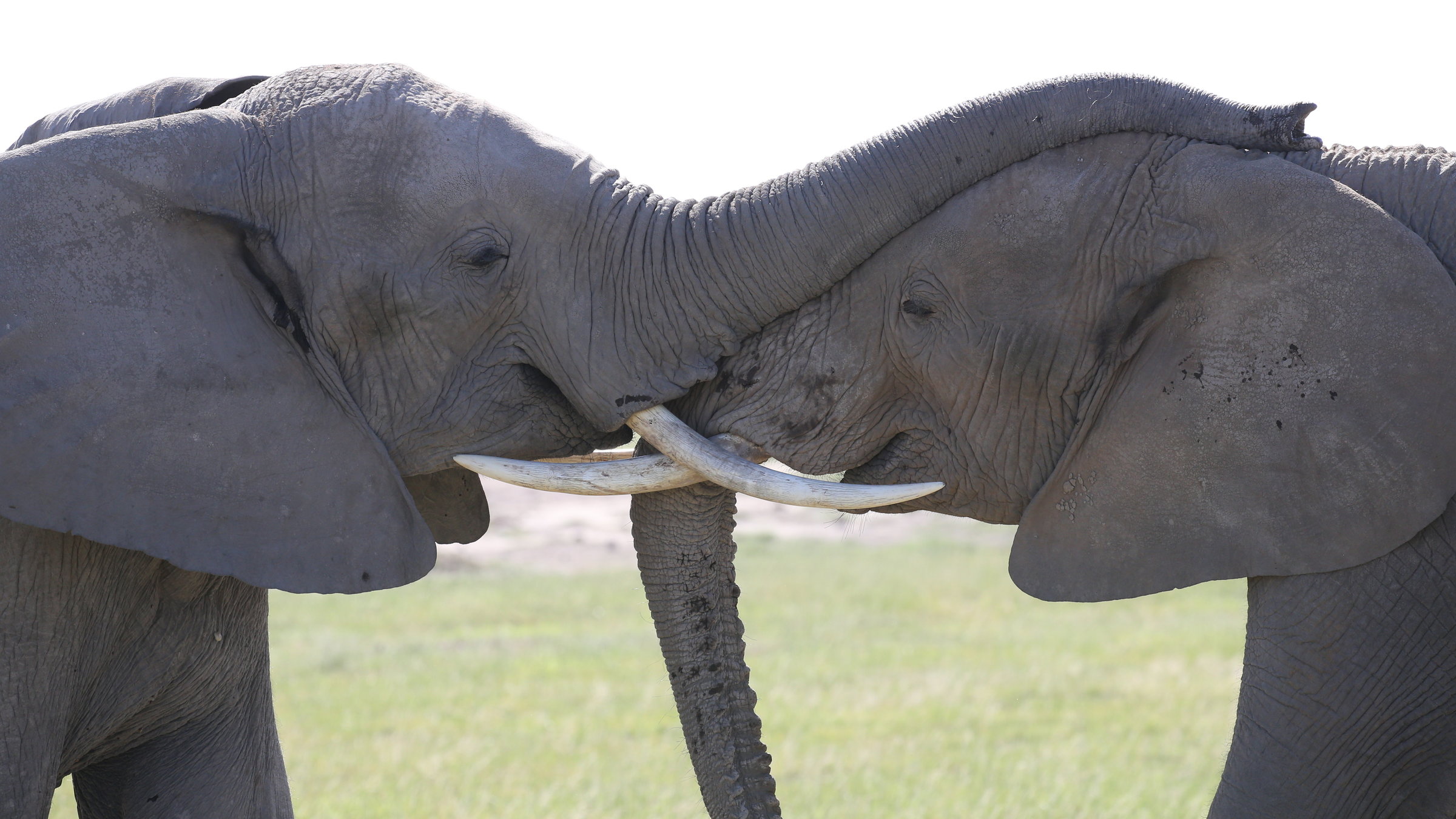 "Terra X: Kielings wildes Afrika": Zwei Elefanten stehen dicht voreinander. Der linke legt dem rechten Elefanten den Rüssel auf den Kopf.