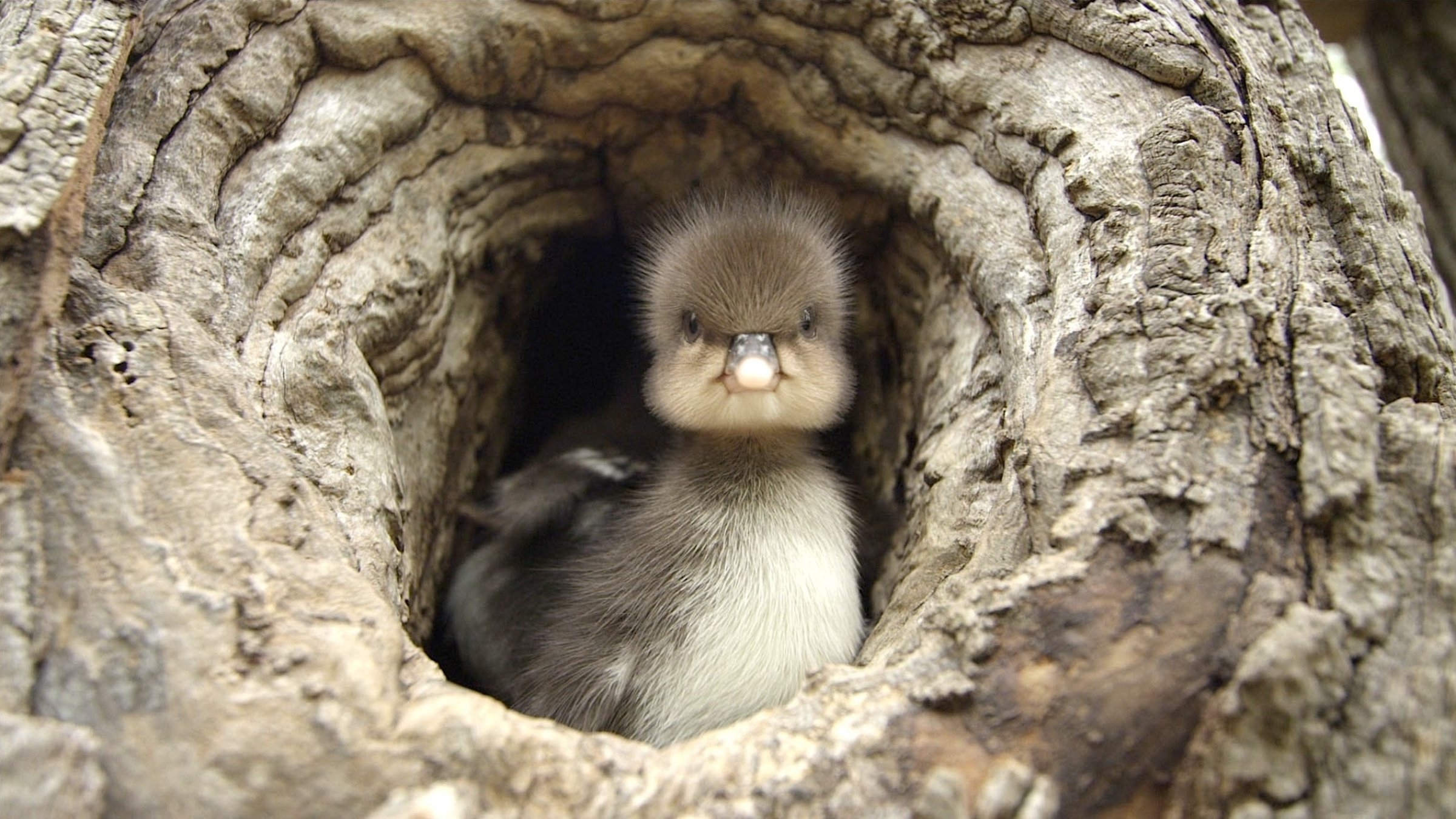 "Tierische Superbauten - Die perfekte Lage": Kappensäger-Küken in Nisthöhle.