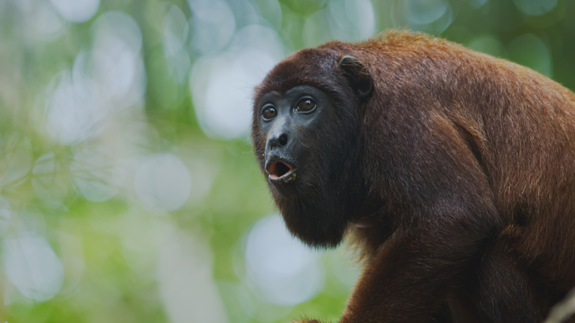 "Die Kommunikation der Tiere - Rufe und Laute": : Roter Brüllaffe