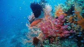 Naturparadiese am Äquator: Pazifische Korallengärten