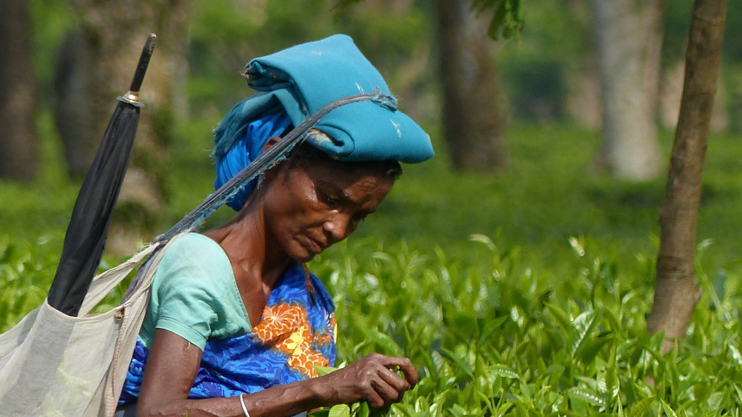 "Terra X: Brahmaputra - Wasser vom Himalaya": Eine Frau mit blauem Tuch auf dem Kopf steht zwischen Teesträuchern und pflückt Tee.