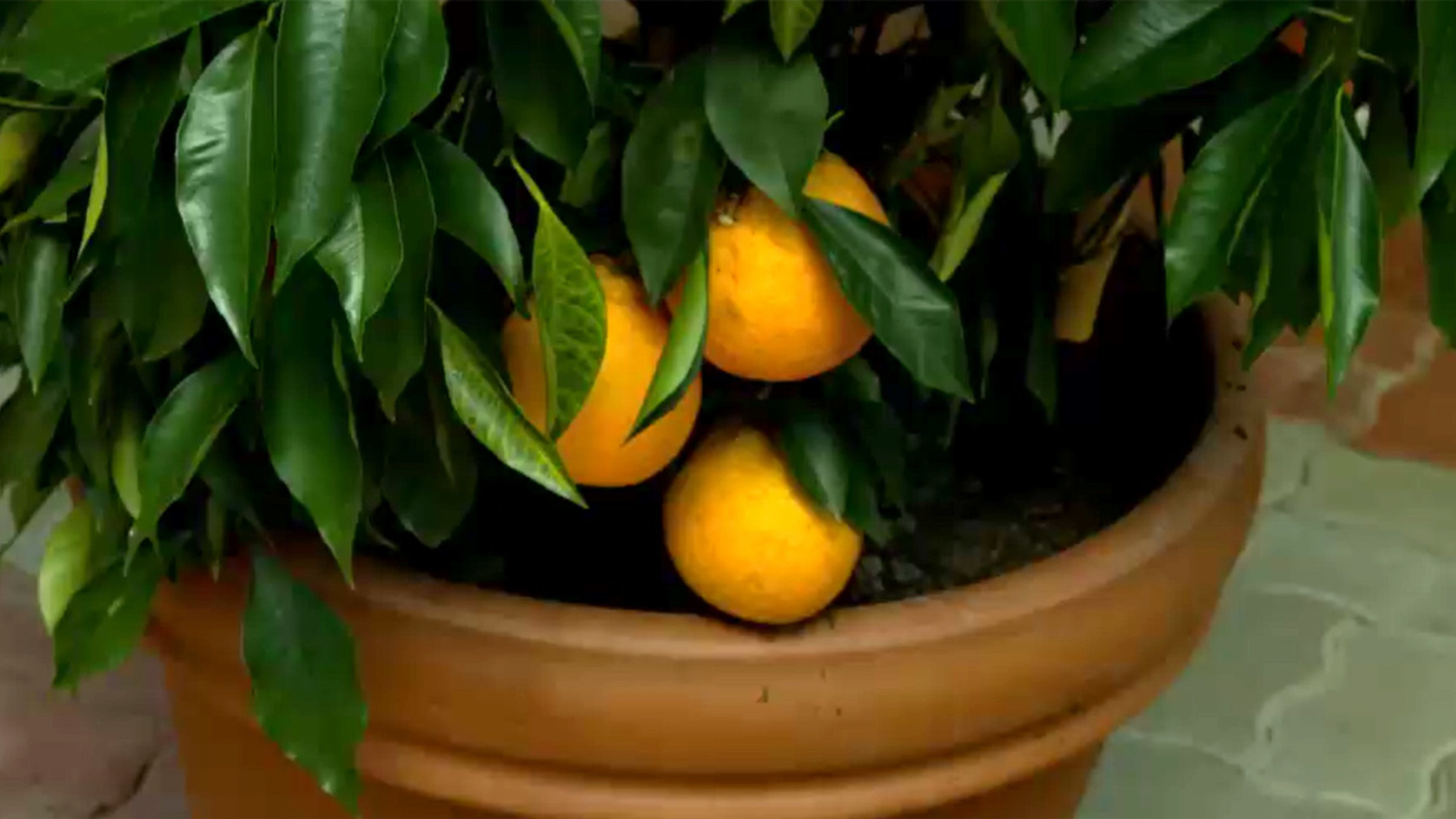 "Der Traum vom Süden - Exotische Pflanzen in Österreich": Zitronenbaum.