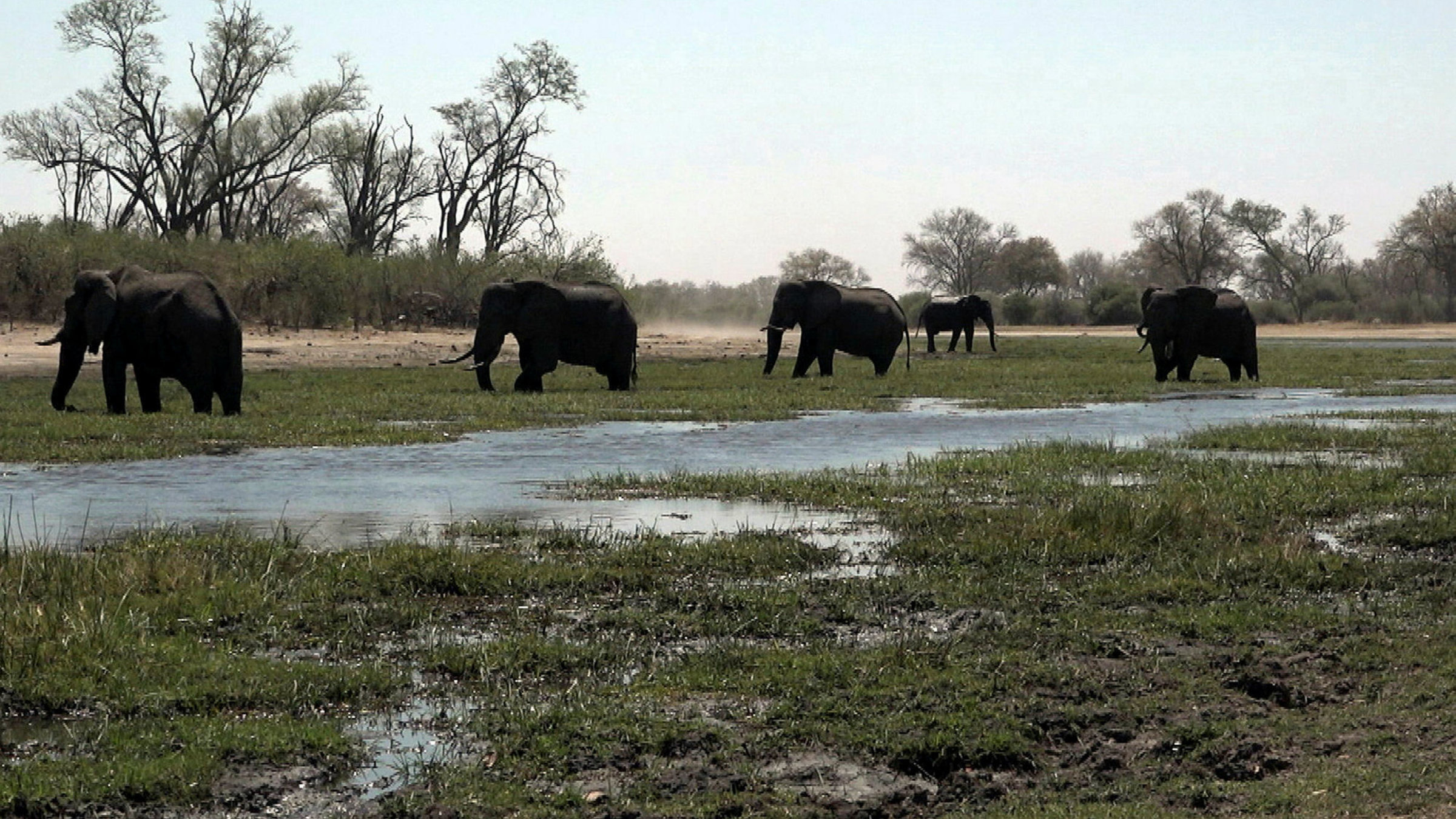 "Botswana: Das Ende vom Elefantenparadies?": Elefantenherde in Botswana.